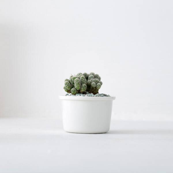 ขาย กระถางต้นไม้ตกแต่งบ้าน Semi Circle Flower Pot ราคา พิเศษ