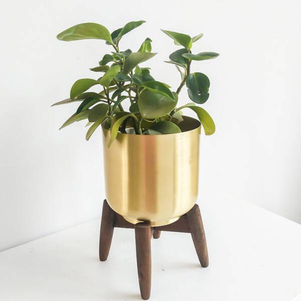 ขาย กระถางต้นไม้มงคล Golden Flower Pot ลดพิเศษ