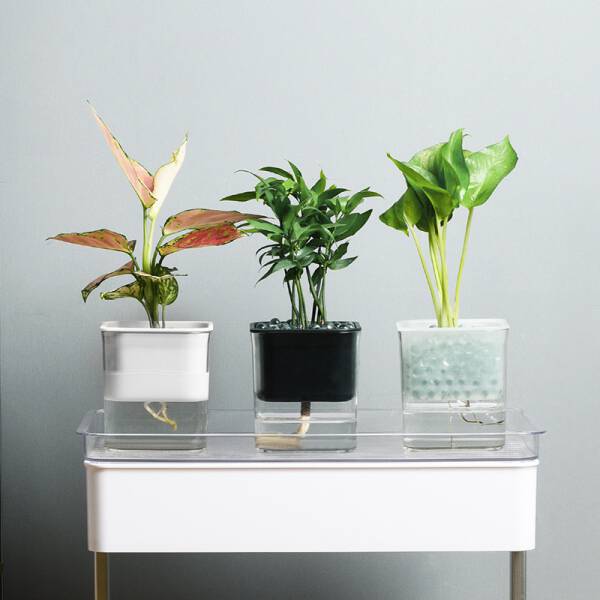 ขาย กระถางต้นไม้รดน้ำอัตโนมัติ Automatic Water-Absorbing Flower Pot