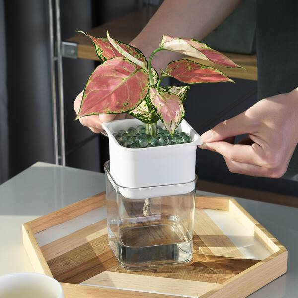 ขาย กระถางต้นไม้รดน้ำอัตโนมัติ Automatic Water-Absorbing Flower Pot