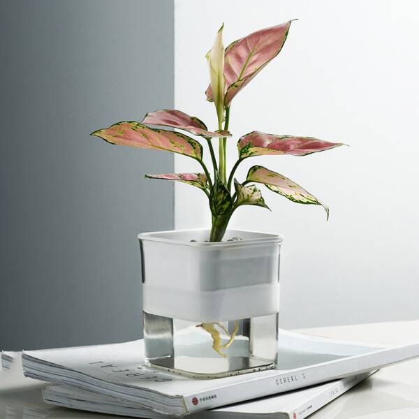 ขาย กระถางต้นไม้รดน้ำอัตโนมัติ Automatic Water-Absorbing Flower Pot