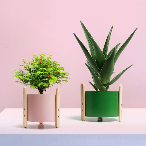 ขาย กระถางต้นไม้สำหรับตกแต่งบ้านและสวน Pastel Flower Pot ลดพิเศษ
