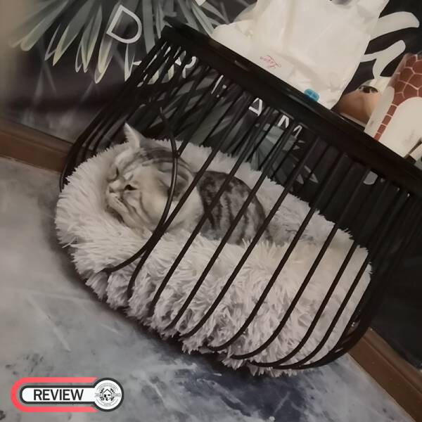 รีวิว โต๊ะกลางท็อปกระจกนิรภัยทรงตะกร้า - Pet Basket Coffee Table