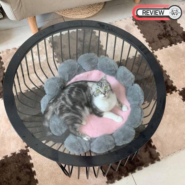 รีวิว โต๊ะกลางท็อปกระจกนิรภัยทรงตะกร้า - Pet Basket Coffee Table