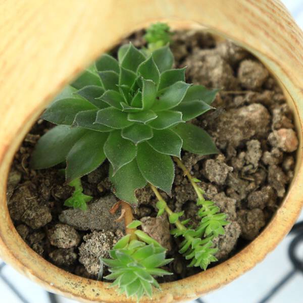 ขาย กระถางต้นไม้ตั้งโต๊ะ Woody Flower Pot ราคา