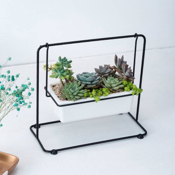 ขาย ชุดปลูกต้นไม้ชิงช้า Swing Flower Pot ราคา