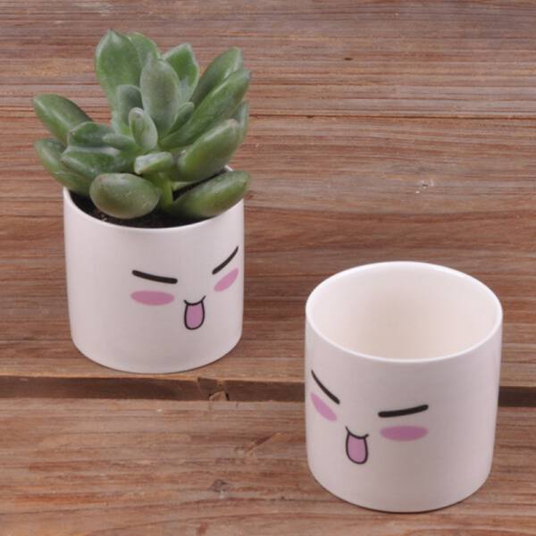 ขาย แก้วกระถางต้นไม้ลายน่ารัก Baew Flower Pot พิเศษ ราคา