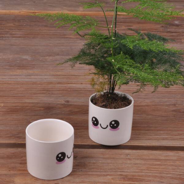 ขาย แก้วกระถางต้นไม้ลายน่ารัก Baew Flower Pot ราคาพิเศษ