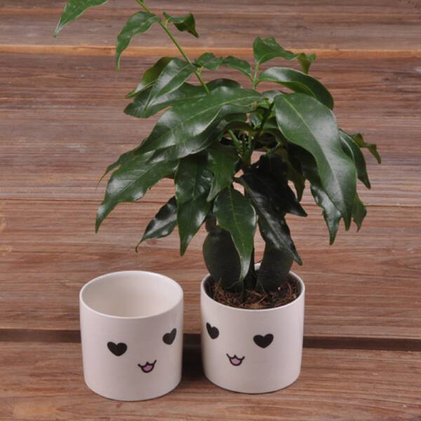 ขาย แก้วกระถางต้นไม้ลายน่ารัก Baew Flower Pot ราคา