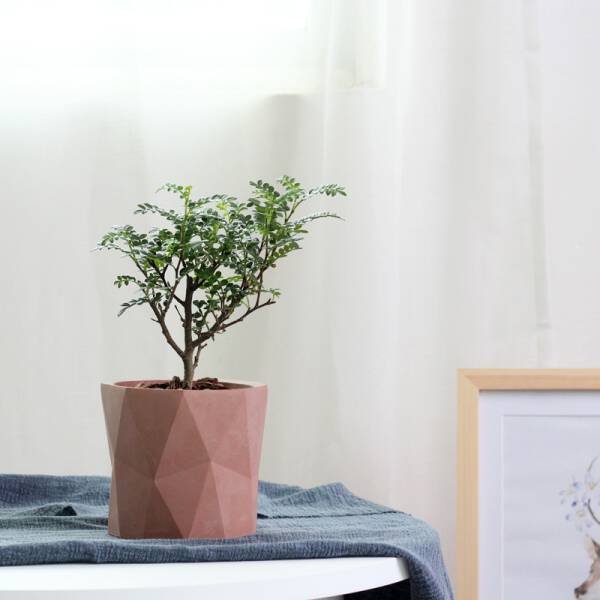 ขาย กระถางต้นไม้สำหรับตกแต่งบ้านและสวน Diamond Pattern Flower Pot