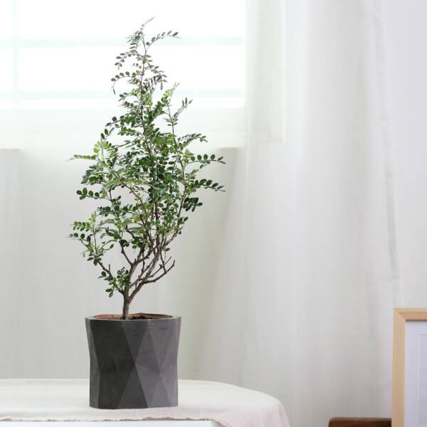 ขาย กระถางต้นไม้สำหรับตกแต่งบ้านและสวน Diamond Pattern Flower Pot