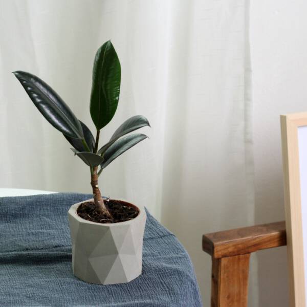 ขาย กระถางต้นไม้สำหรับตกแต่งบ้านและสวน Diamond Pattern Flower Pot