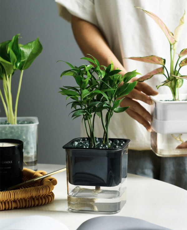 ขาย กระถางต้นไม้รดน้ำอัตโนมัติ Automatic Water-Absorbing Flower Pot
