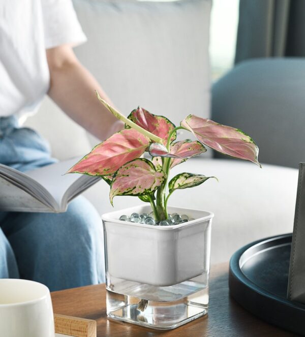 ขาย กระถางต้นไม้รดน้ำอัตโนมัติ Automatic Water-Absorbing Flower Pot