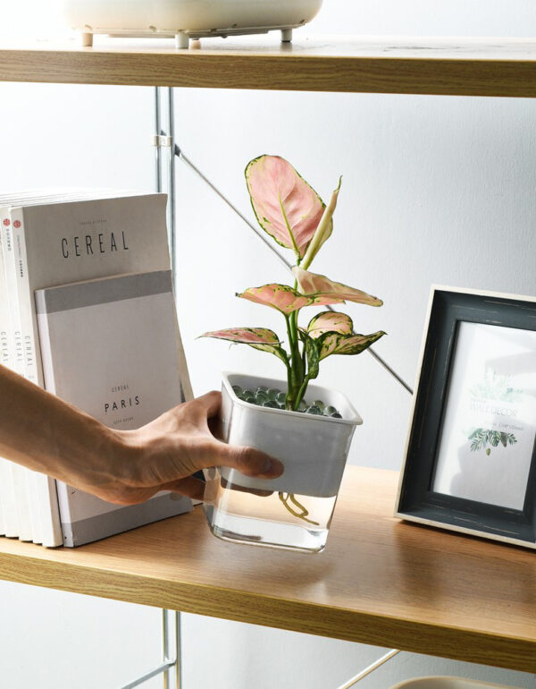 ขาย กระถางต้นไม้รดน้ำอัตโนมัติ Automatic Water-Absorbing Flower Pot
